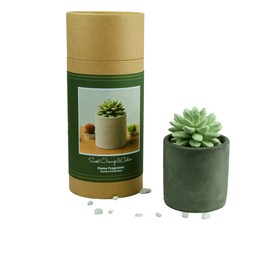 Pretty Valley Home Succulent Gypsum Ceramic Fragrance Diffuser Vase Set Sweet Orange Cedar 100ml