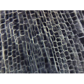 Onion Root Tip Squash, Wholemount - Prepared Microscope Slide - 75 x 25mm - Biology & Microscopy - Eisco Labs