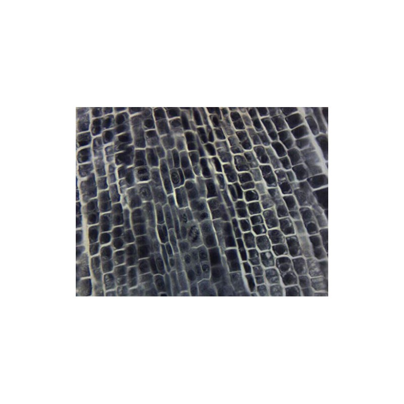 Onion Root Tip Squash, Wholemount - Prepared Microscope Slide -