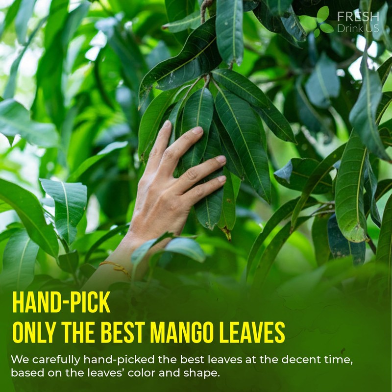 FreshDrinkUS, Premium 60+ Mango Whole Leaves Dried, 100% Natural &