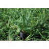 Perennial Farm Marketplace Polystichum acrostichoides (Christmas) Hardy Fern, Size-#1 Container,