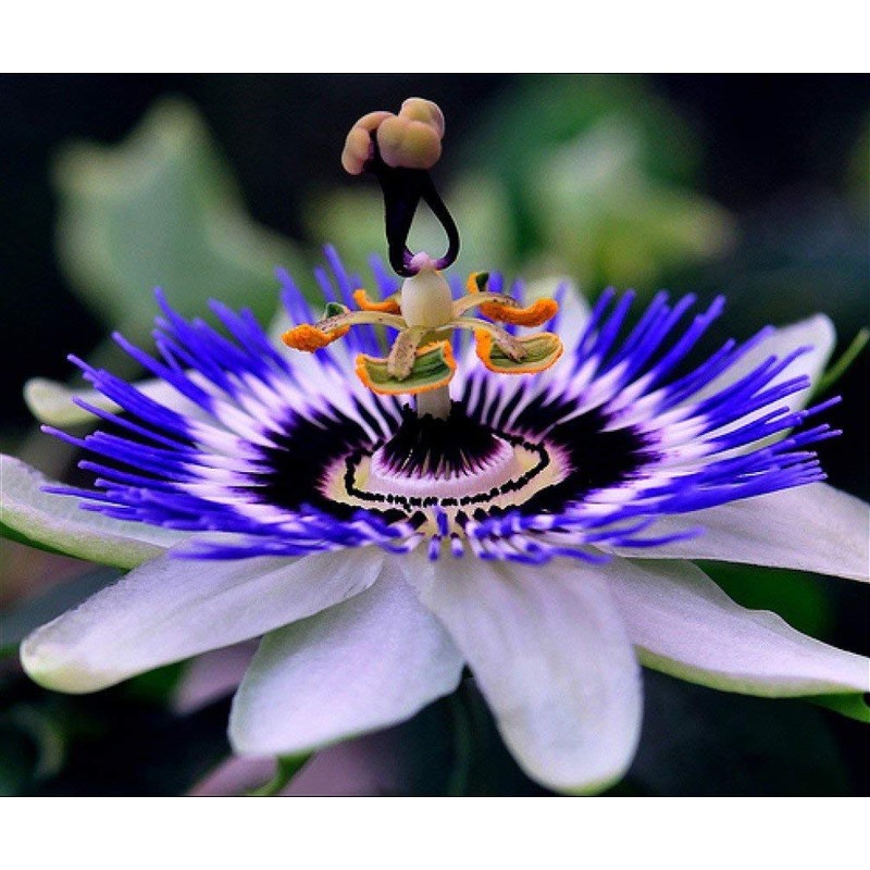 22Day Seeds: Seeds Purple Passionflower/Maypop/Perennial Flowers