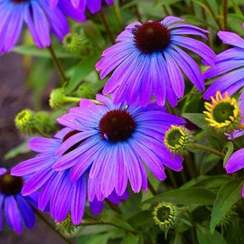 Rudbeckia Seeds for Planting 5g Black Eyed Suan Vine Perennial