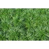 New and Healthy Standard MONDO GRASS ~ 18 pots (3.5")