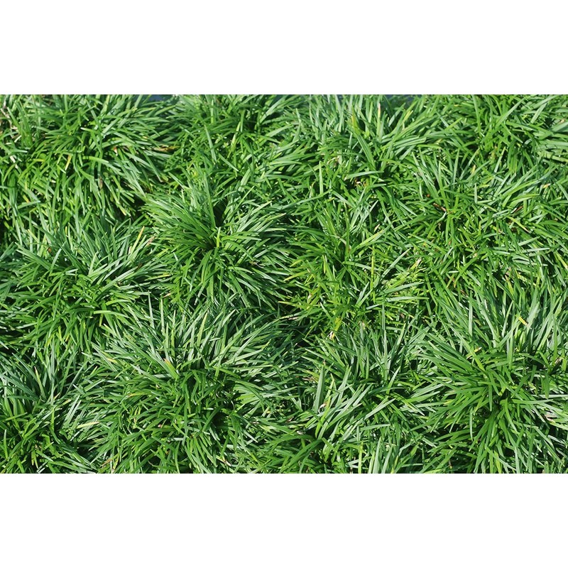 New and Healthy Standard MONDO GRASS ~ 18 pots (3.5")