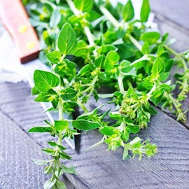 Thyme Seeds - French - 0.25 Oz ~4,250 Seeds - Thymus vulgaris spp - Culinary Herb Gardening Seed - Non-GMO, Heirloom, Open Pollinated, Perennial