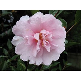 Indoorbonsaiandexotics cotton candy semi double petals sasanquas