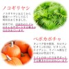 Lipsa T-724-2 Saw Palmetto + Pepoca Pumpkin + Longlife Grass