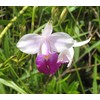 Hawaiian Tropical Bamboo Orchid Plant 2 Rooted Bulbs ~ Grow