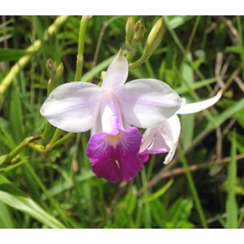 Hawaiian Tropical Bamboo Orchid Plant 2 Rooted Bulbs ~ Grow Hawaii