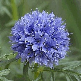 Everwilde Farms - 2000 Globe Gilia Native Wildflower Seeds - Gold Vault Jumbo Seed Packet