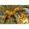 Seedville ™ by Seedville USA Canary Island Date, Pineapple Palm,