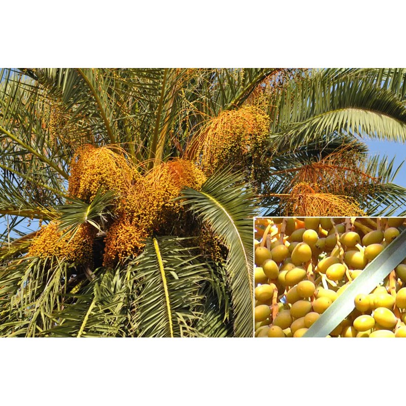 Seedville ™ by Seedville USA Canary Island Date, Pineapple Palm,