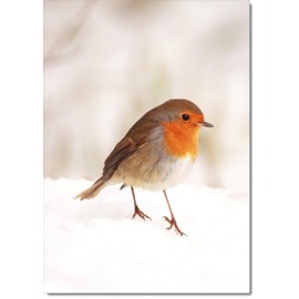 doodlecards Blank Christmas Card Robin on Snow Medium Size Christmas Card with Plain Envelope