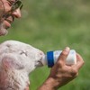 UKCOCO Lamb Feeding Nipples, 10-Pack Thickened Milk Bottle Teats Suitable