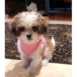 Snazzi Pet Snazzi Pet Soft No Pull Adjustable Comfy Step in Dog Vest Harness for Tiny XXS XS Small Med Dogs Cats 2-20 lbs Teacup Mini Toy Puppy (Baby Pink, XS 9.5"-11.5" 2-4 lbs)