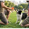 PETS&MORE | Pelota Masticable para Perros | Juguete Mordedor Chillón