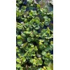 BUY 2 GET 1 *6 Water Lettuce* Live Floating Pond