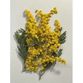 Fuchsan FUK-1090 Pressed Flower Pack, Mimosa, Pack of 8