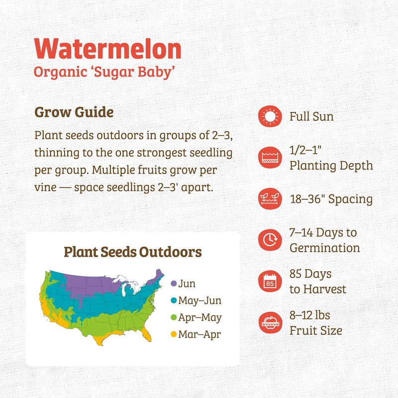 Back to The Roots 100% Organic Seed Packet - Watermelon