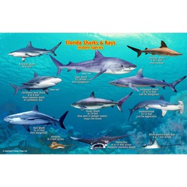 Frankos Maps Florida Shark and Rays ID-Card
