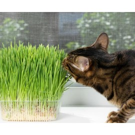 Seeds Cat Grass Complex of Vitamin Pet Greens Non GMO Heirloom 600 Seeds