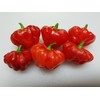 Aji Cachucha Purple Splotched Pepper Seeds 10+ Seeds