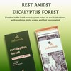 Calmveda Forest Eucalyptus Incense Sticks - 80 Charcoal Free Incense