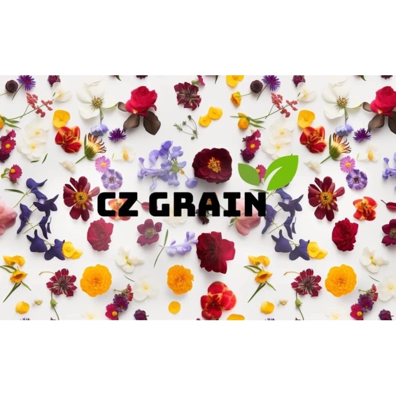 CZ Grain Giant Timber Bamboo Seeds for Planting | 100