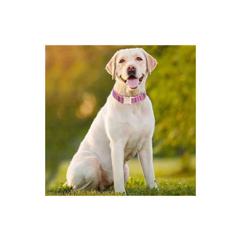 Collares de Perro Personalizados con Nombre, Grabado Personalizado Perros Collar
