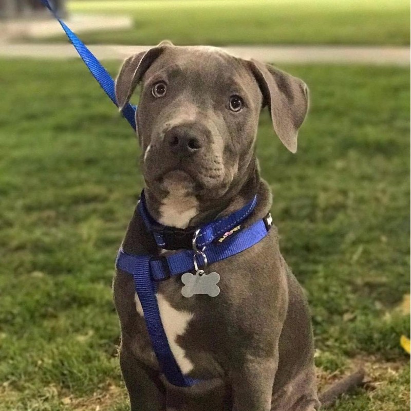 PUPTECK No Pull Dog Harness Soft Adjustable Basic Nylon Step