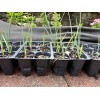 Unbranded (1) 5"-8" HIGH RED YUCCA 1 YEAR OLD SEEDLING