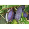 mightyoaktreenursery.com 6 scion cuttings of Akebia Quinata (aka Chocolate Vine)