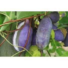 mightyoaktreenursery.com 6 scion cuttings of Akebia Quinata (aka Chocolate Vine)