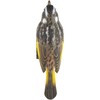 WILDLIFEGARDEN Wildlife Garden WG4806 DecoBird White-Eye Honey Eater - Hand