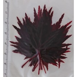 autumn leaves (red, 10 sheets)