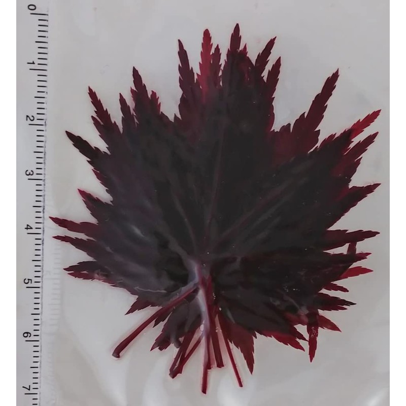 autumn leaves (red, 10 sheets)