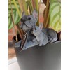 Vivid Arts Plant-Pals (Blue French Bulldog with Puppies)