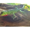 AAA Iguana Baby Replica - AAA