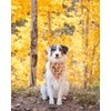 Elegant Little Tail Dog Bandanas - 1Pack Washable Fall Scarf,