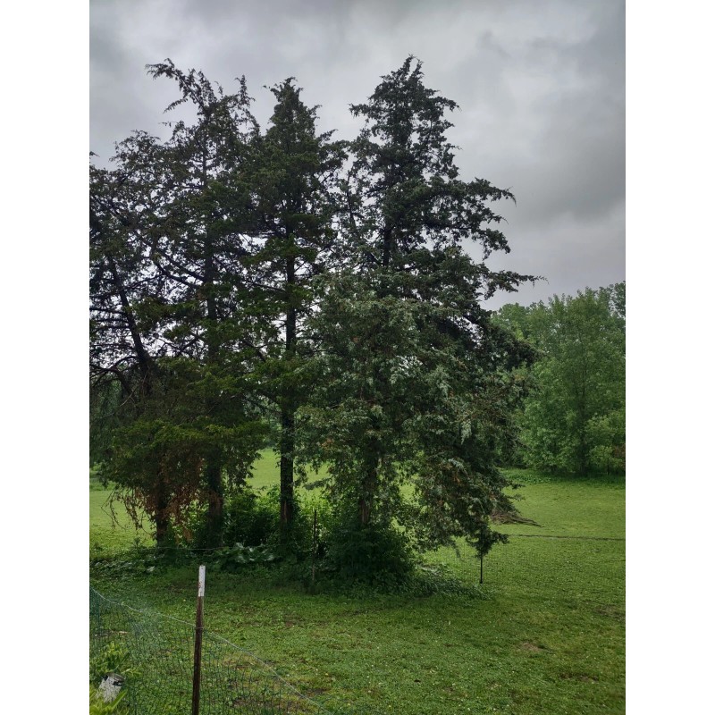 Tree Eastern Red Cedar Tree Juniperus Virginiana 5"Rescue Seedling* Ball