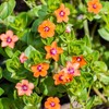 Outsidepride 10000 Seeds Annual Anagallis Arvensis Scarlet Pimpernel Flower Seeds