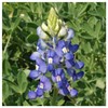 Everwilde Farms - 50 Texas Bluebonnet Native Wildflower Seeds -