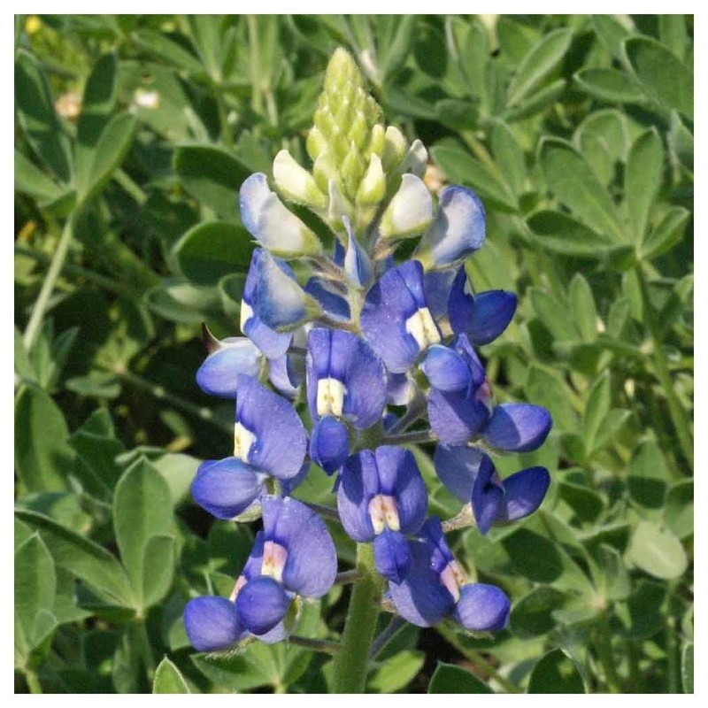 Everwilde Farms - 50 Texas Bluebonnet Native Wildflower Seeds -