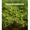 Fresh Thuidium Moss 8"x8" – Live Moss Sheet for Terrariums,