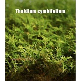 Fresh Thuidium Moss 8"x8" – Live Moss Sheet for Terrariums, Bonsai, Potted Plants, Reptile Tanks, Succulents, DIY Crafts & Mini Landscapes