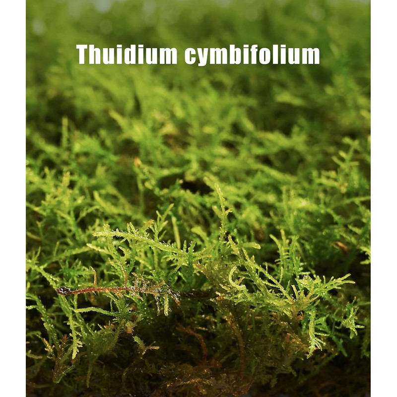 Fresh Thuidium Moss 8"x8" – Live Moss Sheet for Terrariums,