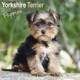 Yorkshire Terrier Puppies 2025 Square Wall Calendar | Dog Breed, Puppy Calendar