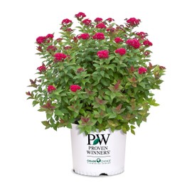 Proven Winners 2 Gal. Double Play Doozie Spirea Shrub