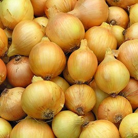 250 Utah Yellow Sweet Spanish Onion Seeds for Planting Lond Day Heirloom Non GMO 1 Grams Garden Vegetable Bulk Survival Hominy